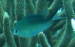 Chromis ternatensis