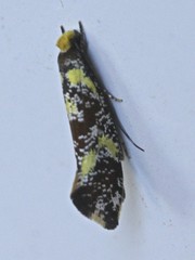 Monopis chrysogramma