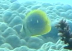 Chaetodon aureofasciatus