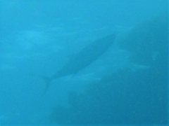 Caranx