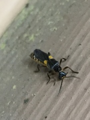 Trypherus