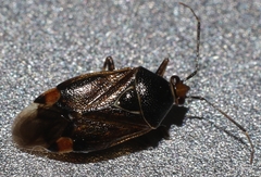 Deraeocoris flavilinea