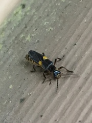 Trypherus