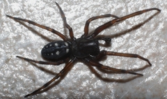 Nurscia albomaculata