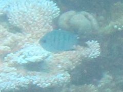 Abudefduf whitleyi