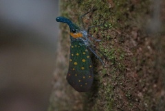 Pyrops whiteheadi