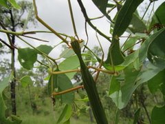 Didymuria virginea