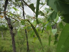 Didymuria virginea