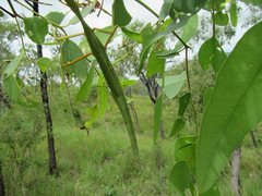 Didymuria virginea
