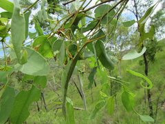 Didymuria virginea