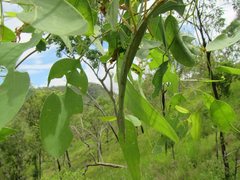 Didymuria virginea