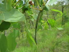 Didymuria virginea