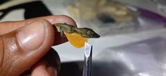 Carpenter Anole photo 1