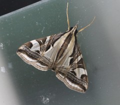 Agrioglypta excelsalis