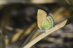 Callophrys mcfarlandi