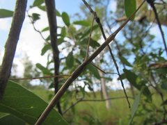 Austrosipyloidea carterus