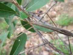 Austrosipyloidea carterus