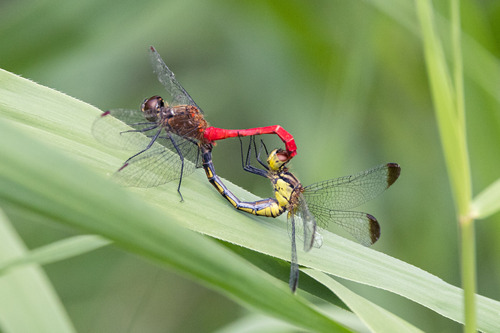 Four-tipped Darter