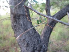 Austrosipyloidea carterus