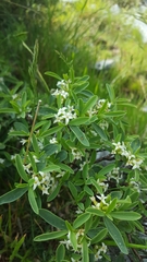 Daphne alpina