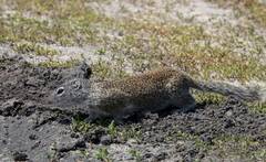 Poliocitellus franklinii