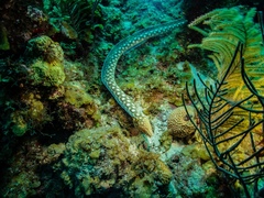 Myrichthys breviceps