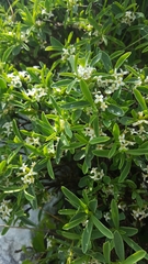 Daphne alpina