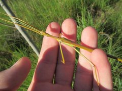 Tropidoderus gracilifemur