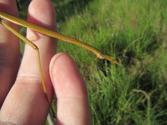 Tropidoderus gracilifemur