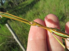 Tropidoderus gracilifemur