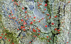 Cladonia ravenelii