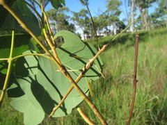 Tropidoderus gracilifemur