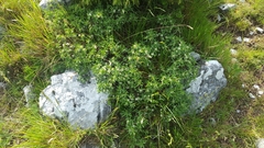 Daphne alpina