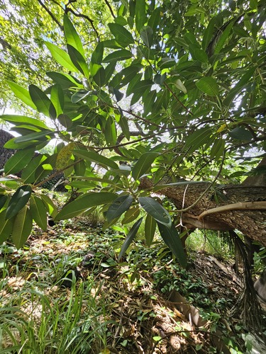 Ficus macrophylla observed 2024-09-10