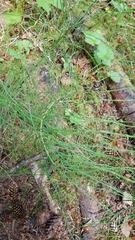 Equisetum sylvaticum