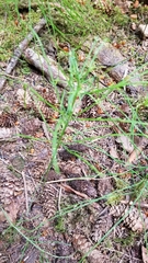 Equisetum sylvaticum