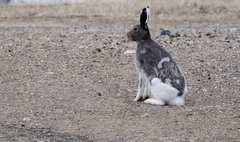 Lepus arcticus