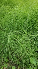 Equisetum sylvaticum