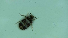 Anthrenus coloratus