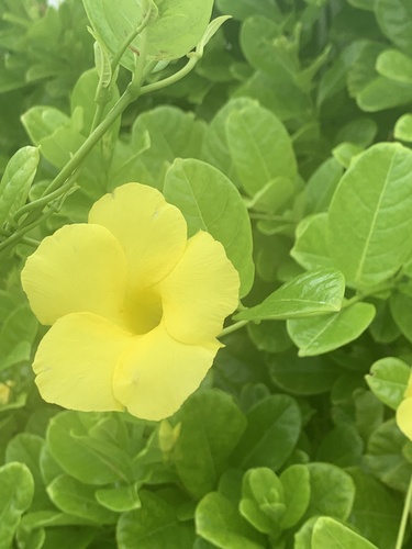 Pentalinon luteum