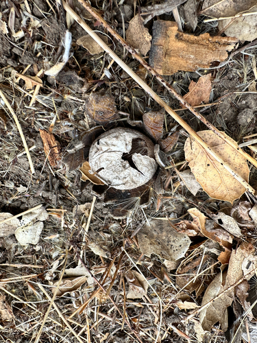 iNaturalist observation photo of Hygroscopic Earthstar