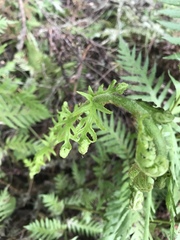 Woodwardia fimbriata image