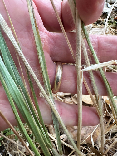 Image of Bromus carinatus by no rights reserved