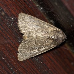 Condica illecta