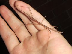 Pachymorpha simplicipes