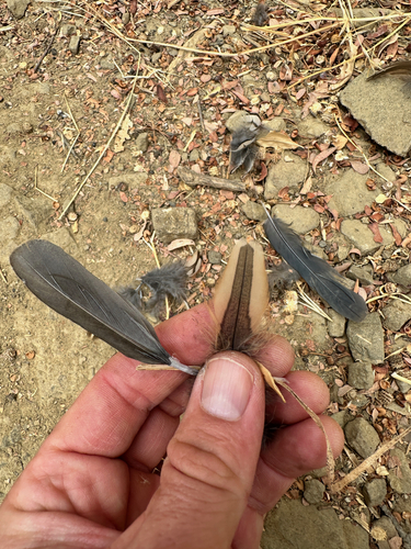iNaturalist observation photo of California Quail
