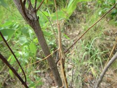 Austrosipyloidea carterus