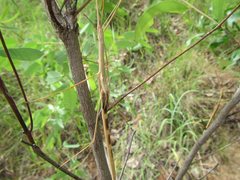 Austrosipyloidea carterus