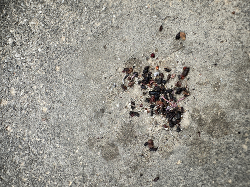 iNaturalist observation photo of North American Deer Mice
