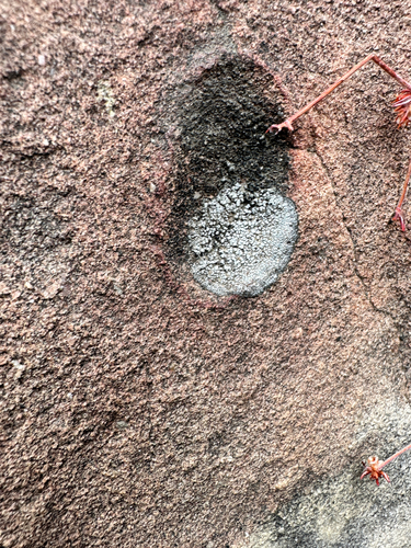 iNaturalist observation photo of Button and Allied Lichens